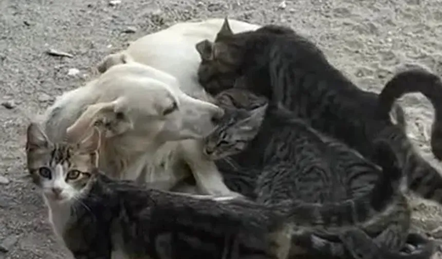 Çanakkale'de yürek ısıtan görüntü! Çanakkale’de köpek yavru kedileri emzirdi