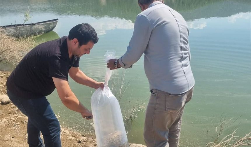 Manisa’da 1,3 milyon yavru sazan bırakıldı