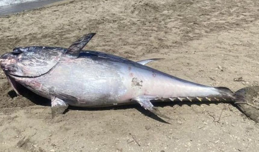 Çeşme kıyılarında orkinos ölümleri yeniden başladı