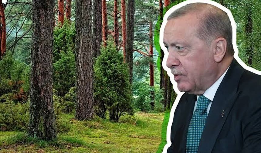 27 ilde bazı alanlar orman sınırları dışına çıkarıldı