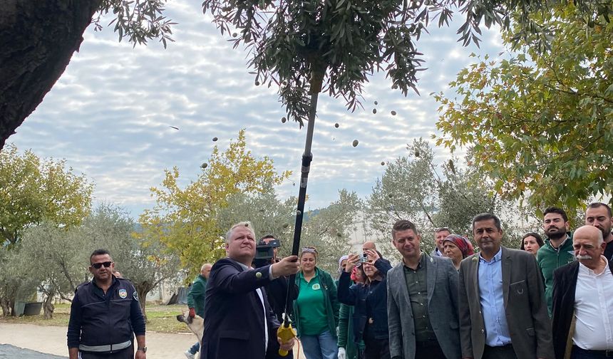 Urla Zeytin ve Sanat Festivali 6 Kasım’da başlıyor
