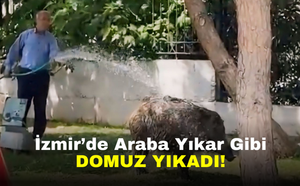 İzmir’de araba yıkar gibi domuz yıkadı!