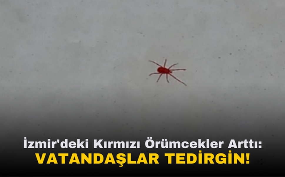 İzmir'de Kırmızı Örümcek Görüldü | Vatandaşlar Endişeli
