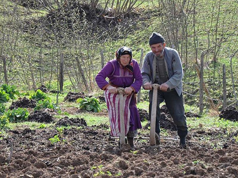 Tarııımmmm