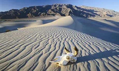 A Skull On A Sand Dune In 012