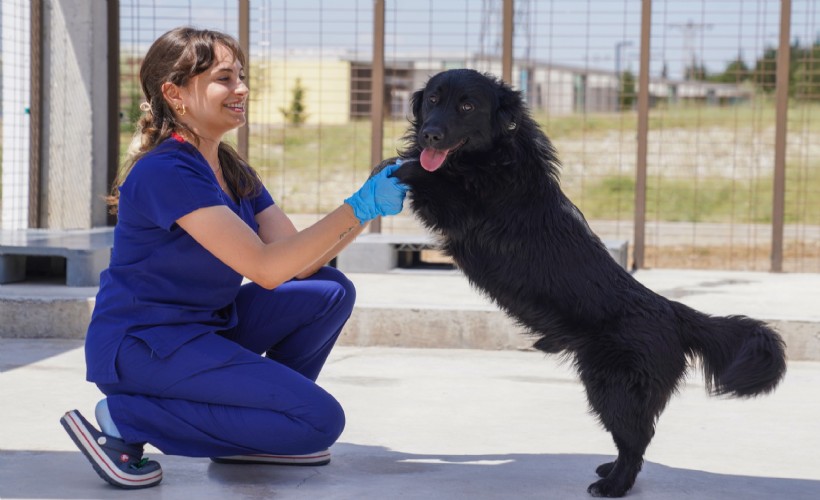 İzmir'de 500 Köpek Barınaklardan Sahiplendirildi 1-1