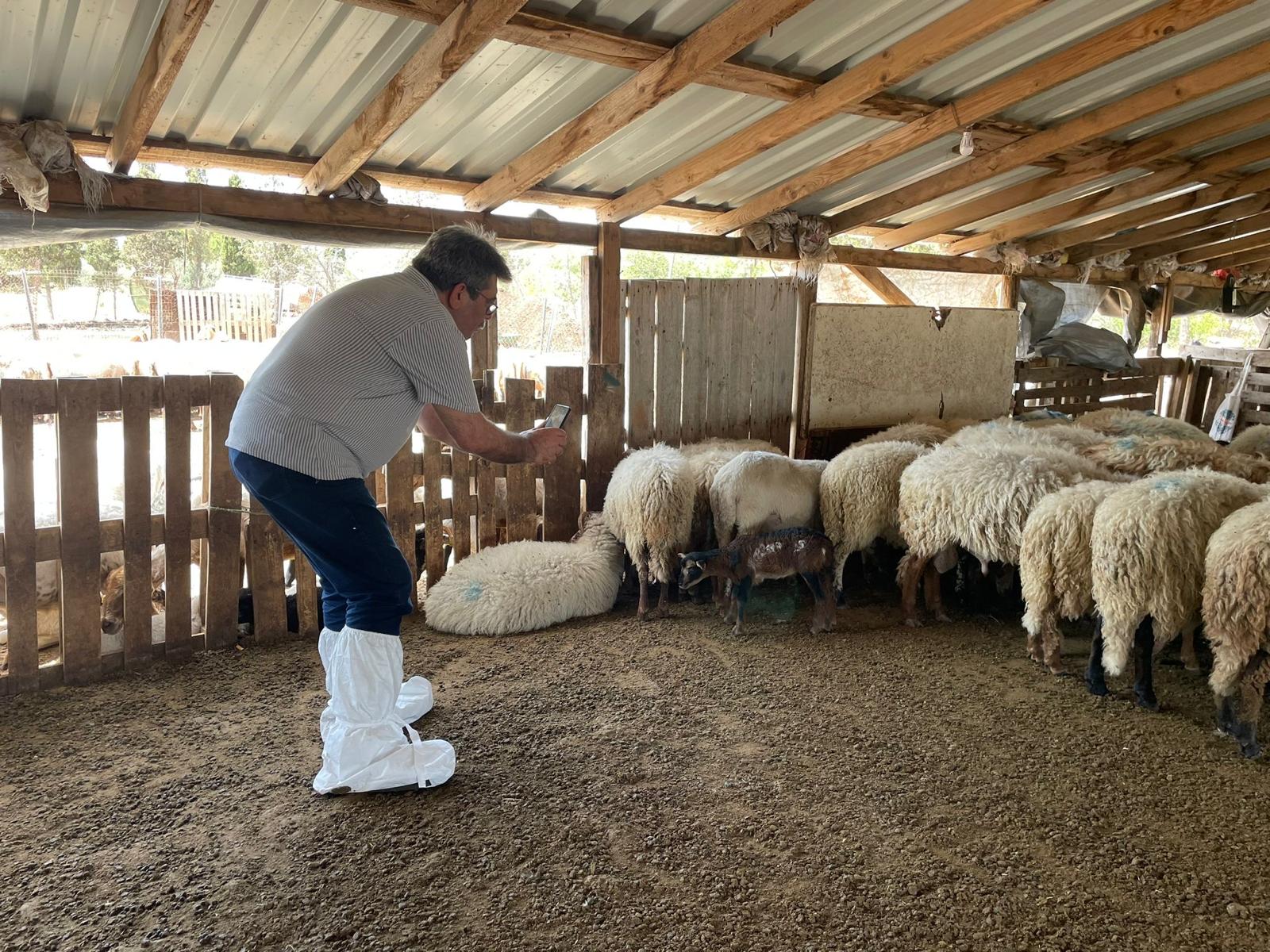 Nesli Tükenmekte Olan Kaçeli Koyunları Için Proje