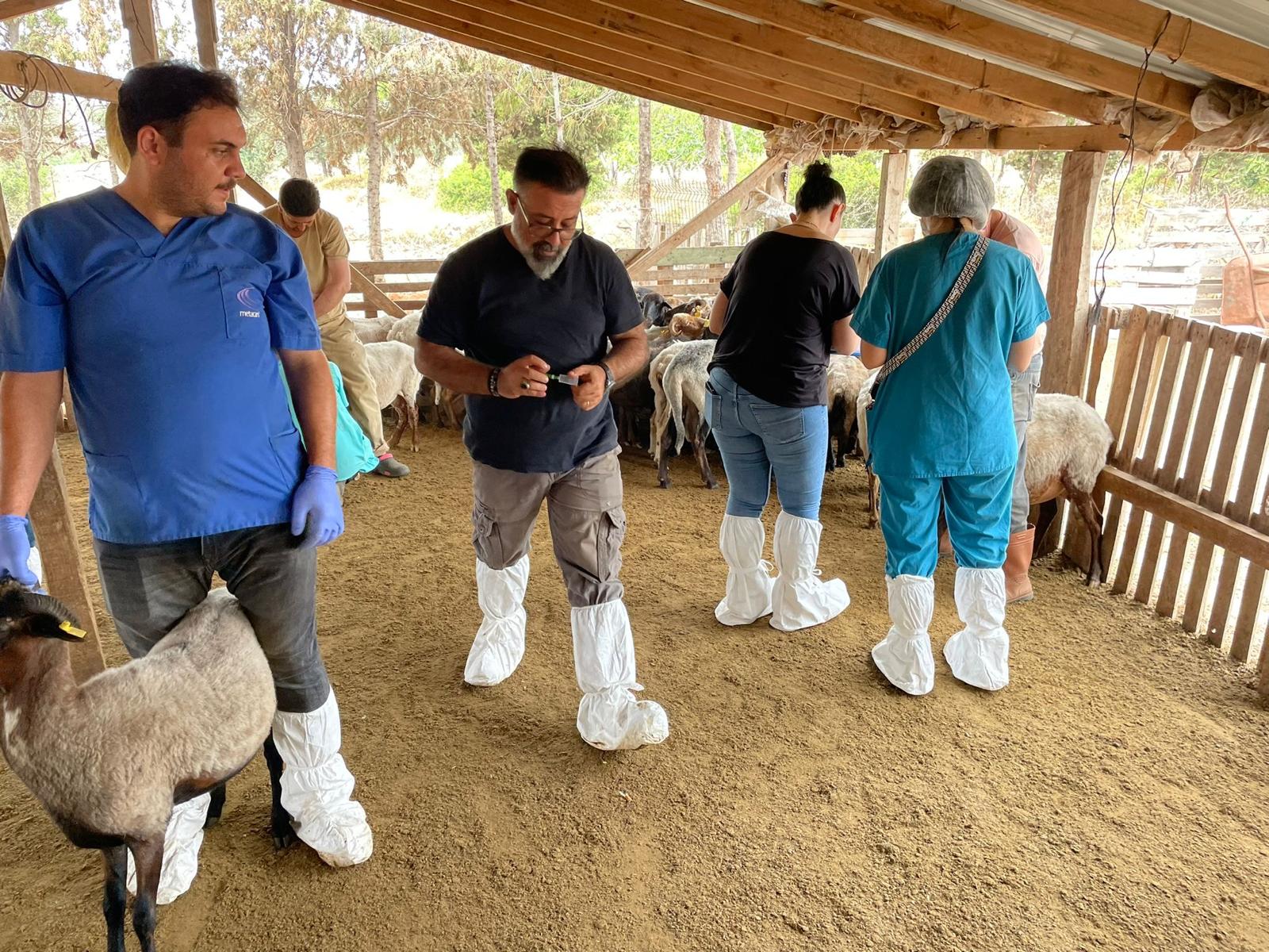 Nesli Tükenmekte Olan Kaçeli Koyunları Için Proje1