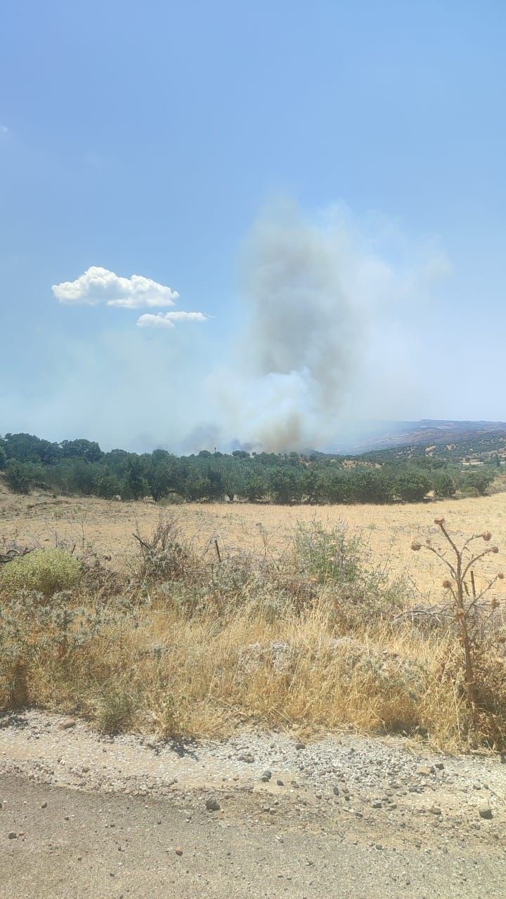 Çanakkale Ayvacık'ta Zeytinlik Alanda Yangın