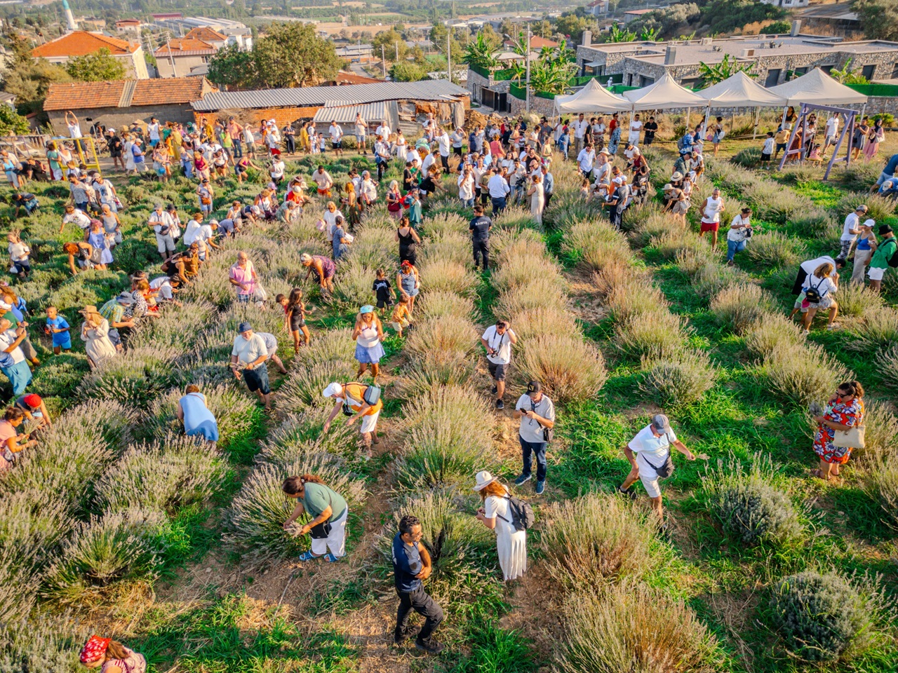 Seferihisar'da Lavanta Hasadı Festivali Gerçekleşti