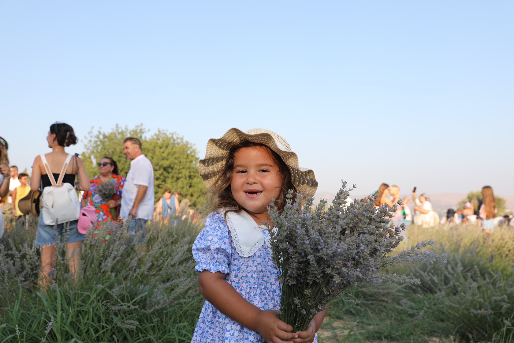 Seferihisar'da Lavanta Hasadı Festivali Gerçekleşti2