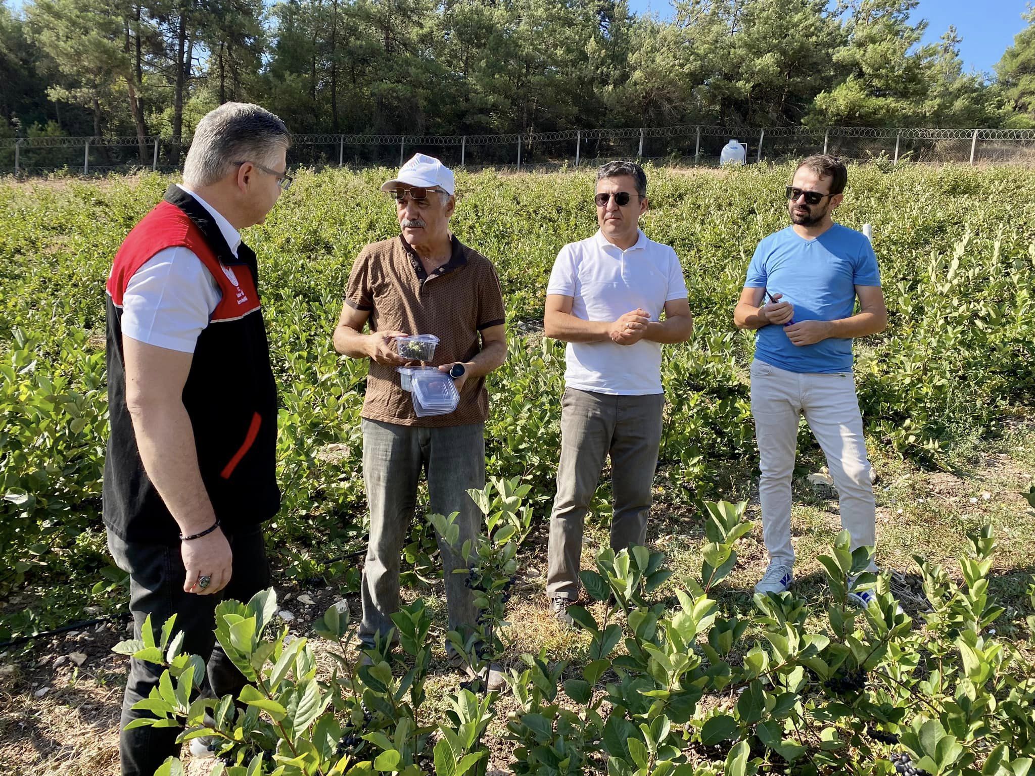 Balıkesir’de Aronya Hasadı Başladı0