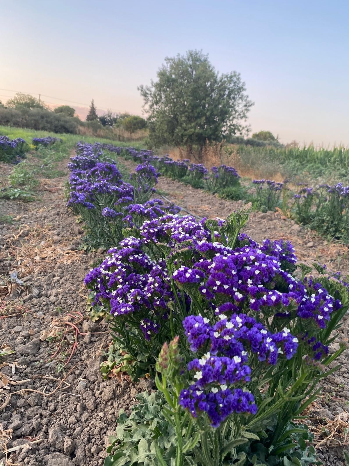 Çanakkale'nin Ilk Süs Bitkileri Girişimi Hanımeli Projesi