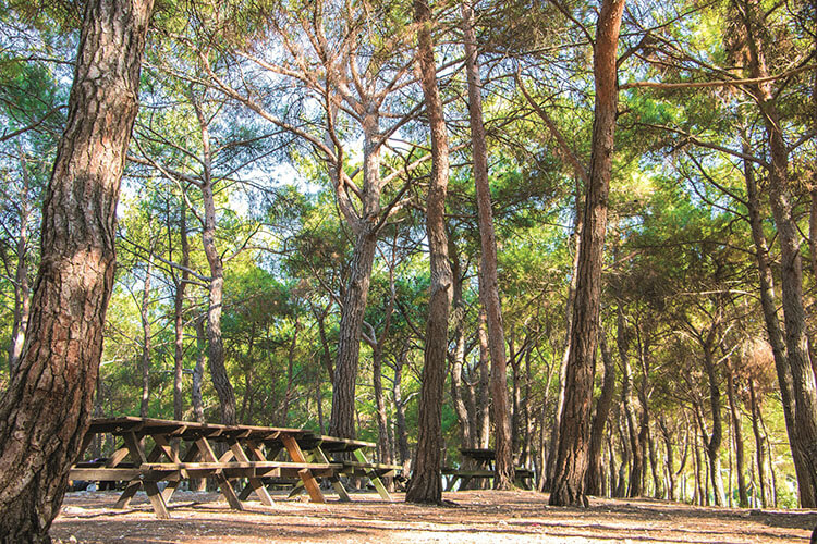 Çiçekli Tabiat Parkı 4