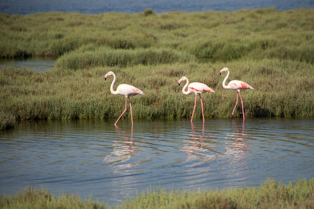 Flamingo Yolu Otobüs Turu Başlangıç Noktası 2