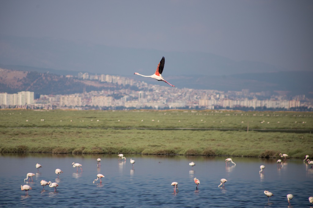 Flamingo Yolu Otobüs Turu Başlangıç Noktası 4