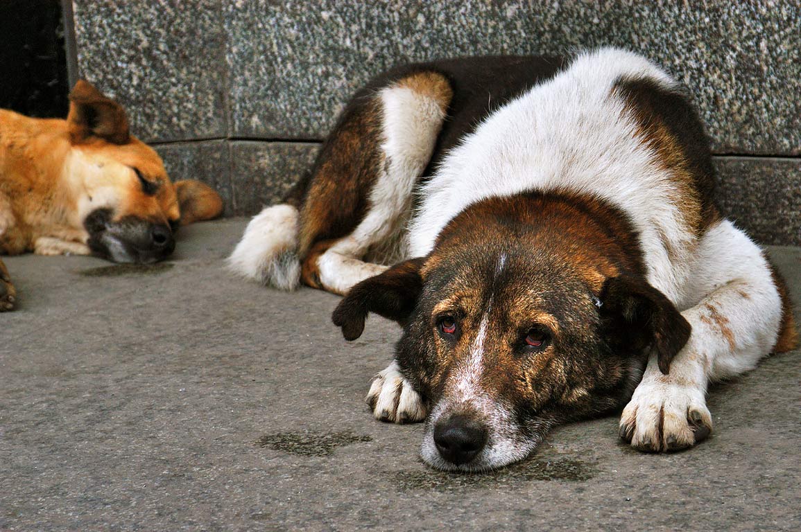 İngiltere'den Türkiye'ye Sokak Köpekleri Için Yardım Seferberliği