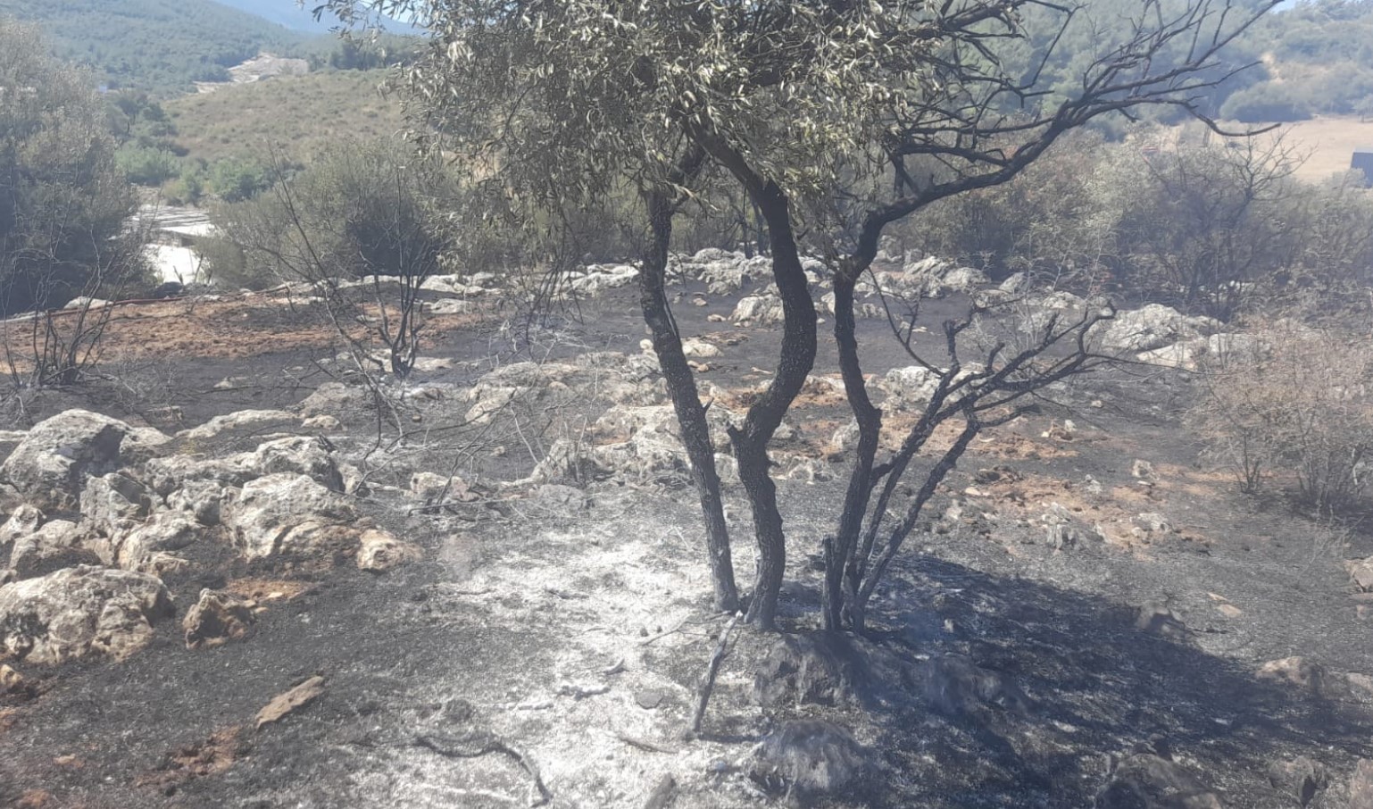 İzmir Kemalpaşa'da Orman Yangını Kontrol Altına Alındı