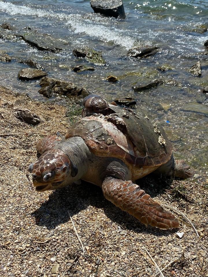 Milas Sahilinde Üzücü Karşılaşma Ölü Caretta Caretta Bulundu