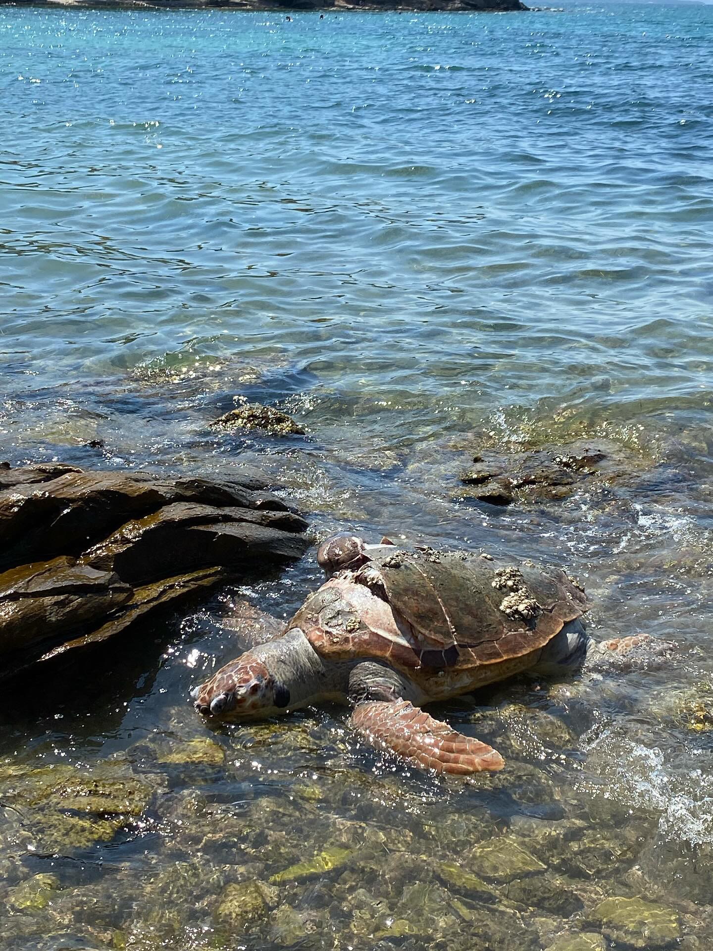 Milas Sahilinde Üzücü Karşılaşma Ölü Caretta Caretta Bulundu0