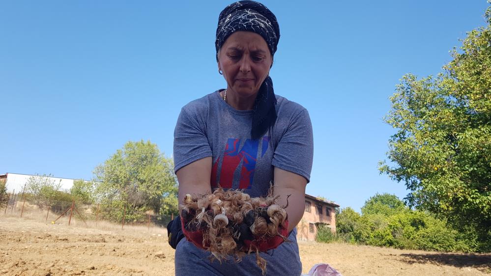 Safranbolu'da Dünyanın En Pahalı Baharatı Toprakla Buluştu1