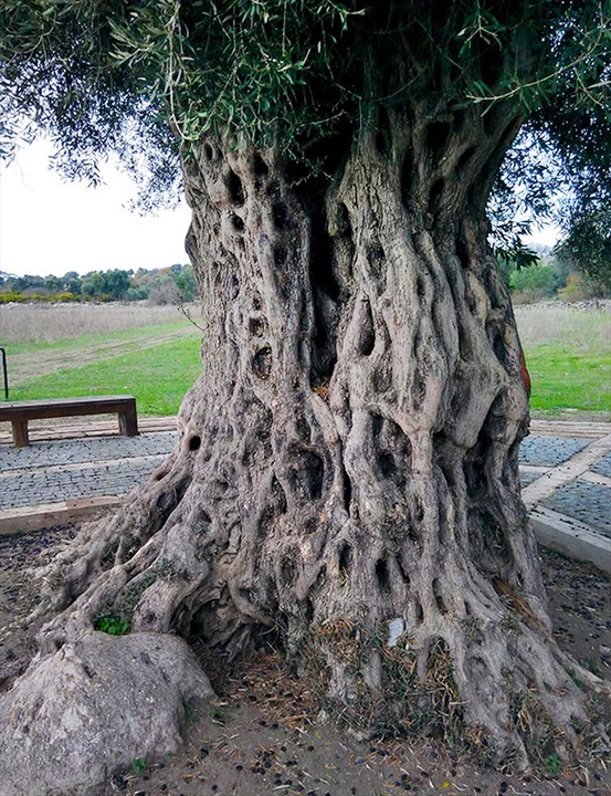 Teos Antik Zeytin Ağacı 2