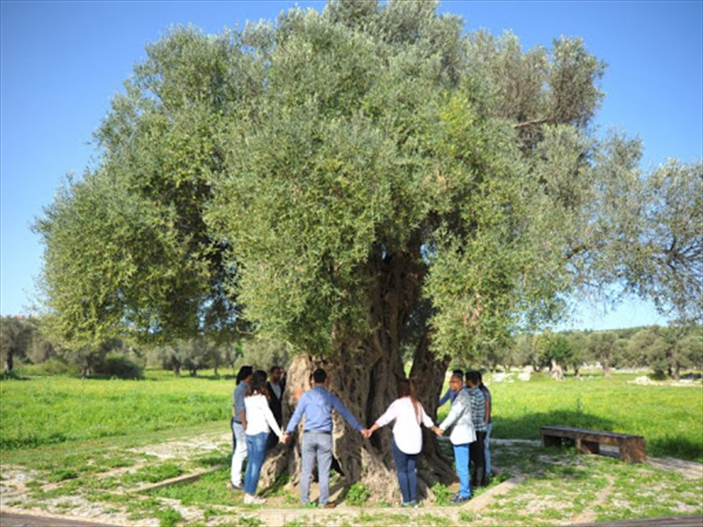 Teos Antik Zeytin Ağacı 4