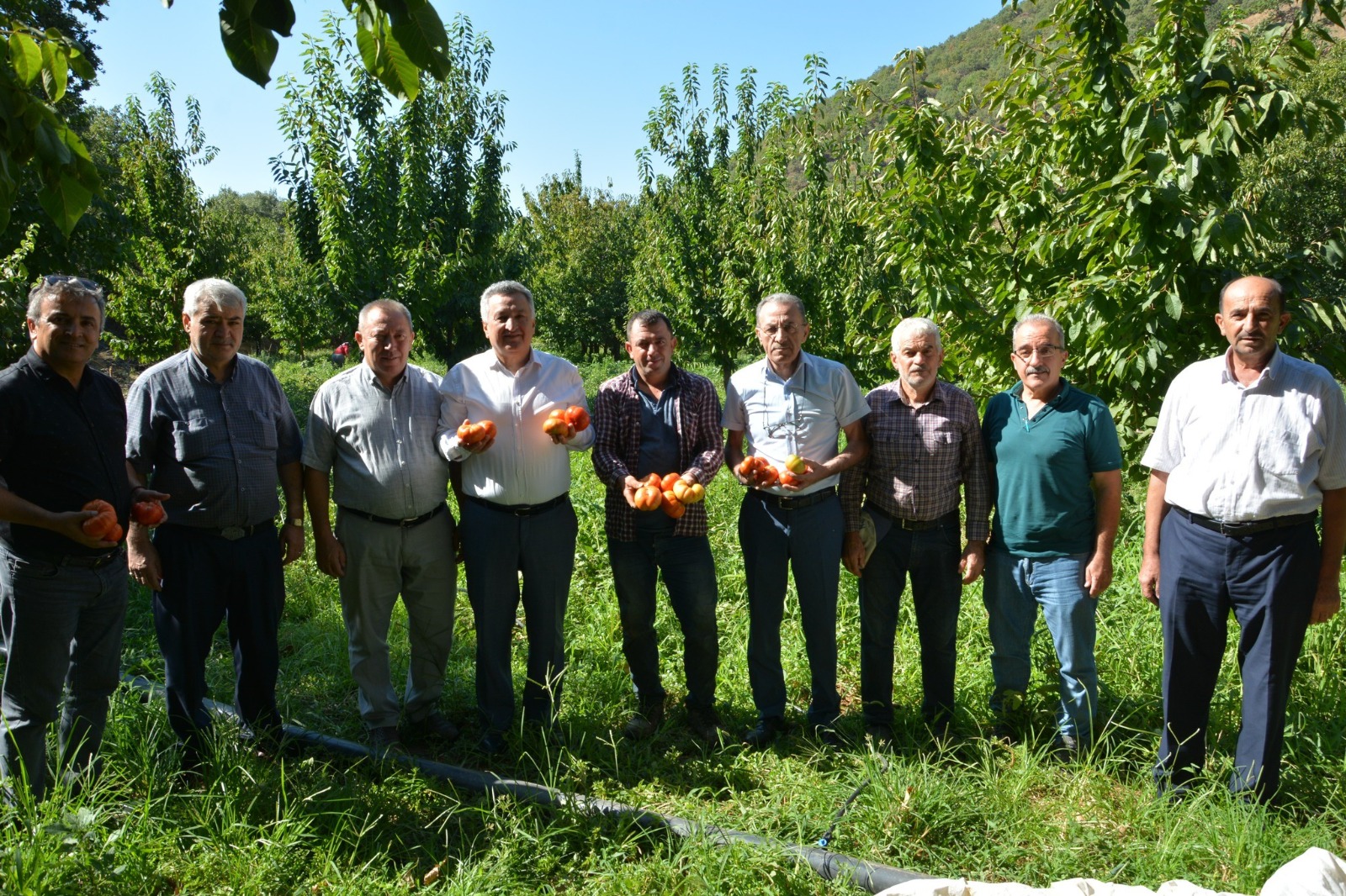 Nazilli'de domates hasat etkinliği yapıldı