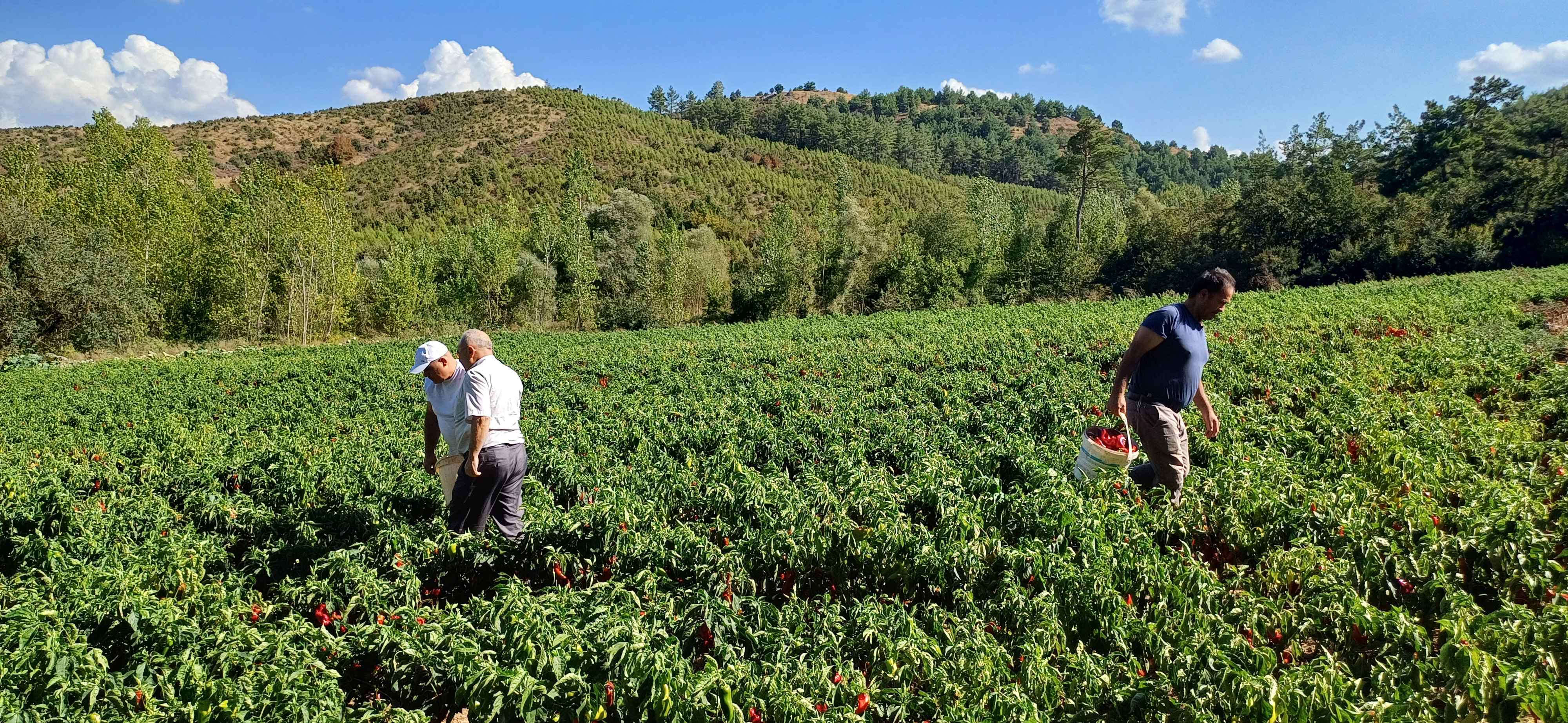 Agonya Ovası’nın Kapya Biberi Gastronomi Dünyasında Parlıyor (3)