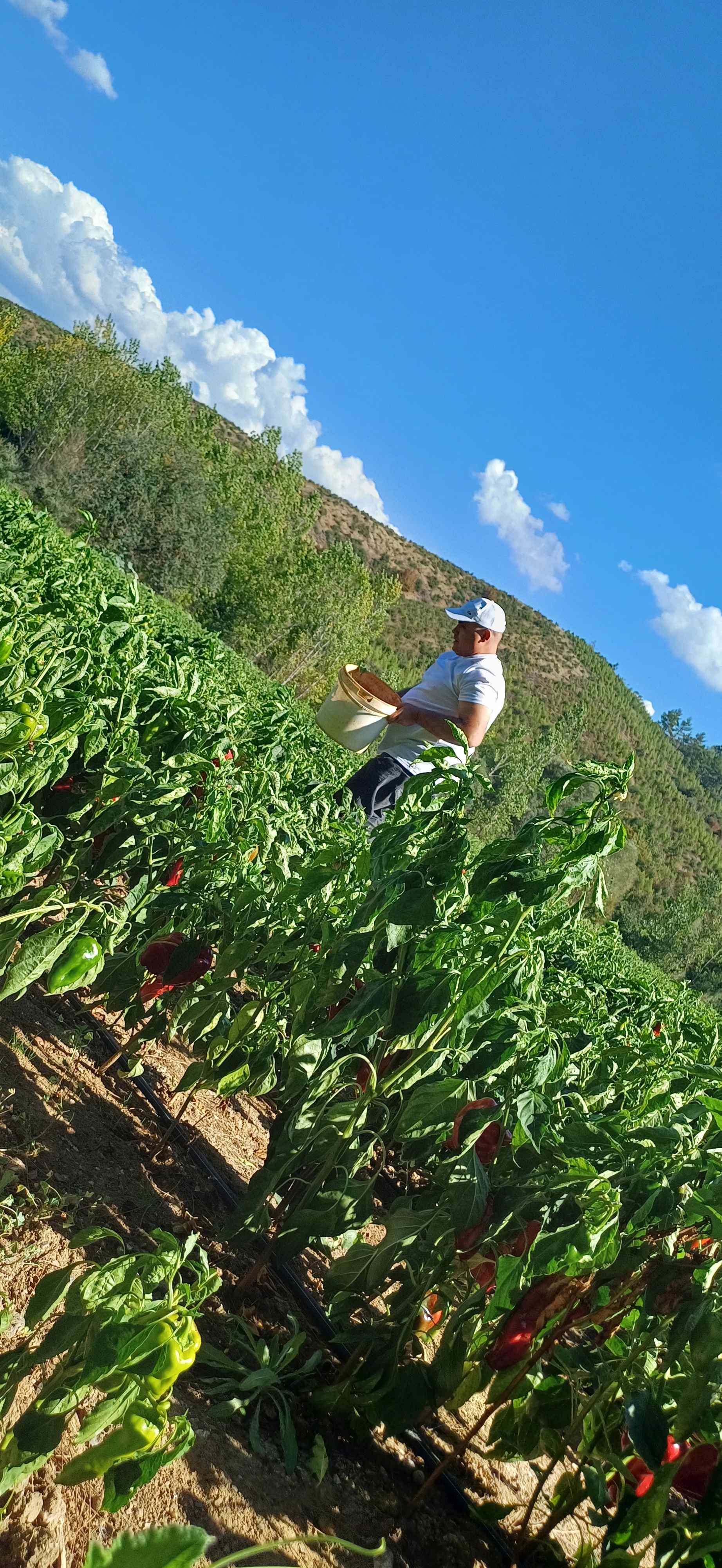 Agonya Ovası’nın Kapya Biberi Gastronomi Dünyasında Parlıyor (4)