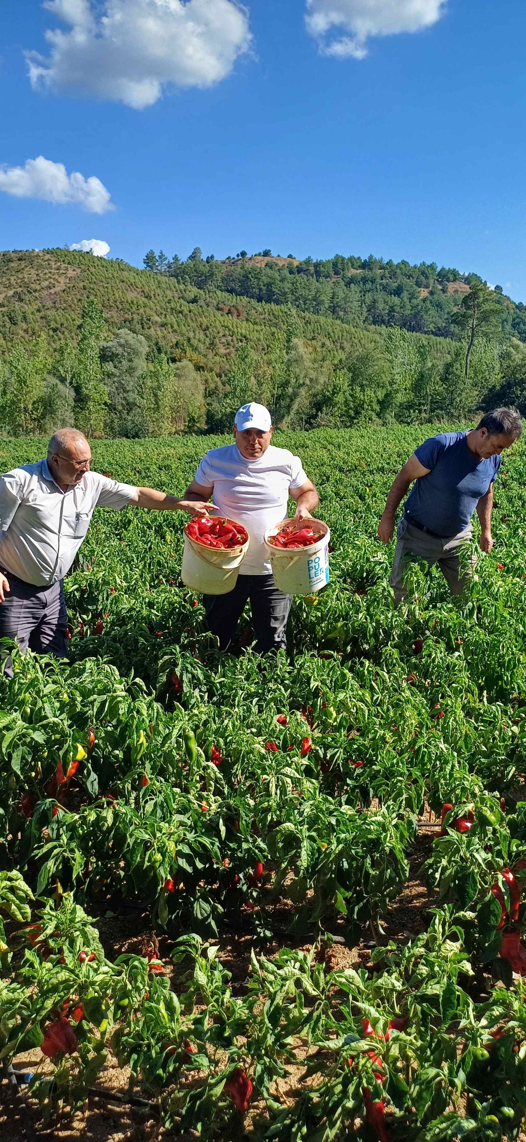 Agonya Ovası’nın Kapya Biberi Gastronomi Dünyasında Parlıyor (5)