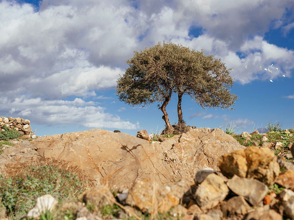 Bozdah