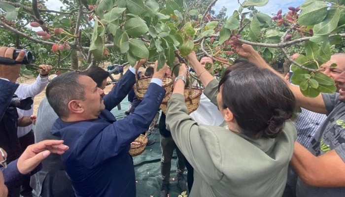 Çanakkale'de 3. Geleneksel Antep Fıstığı Hasat Şenliği Coşkuyla Gerçekleşti0