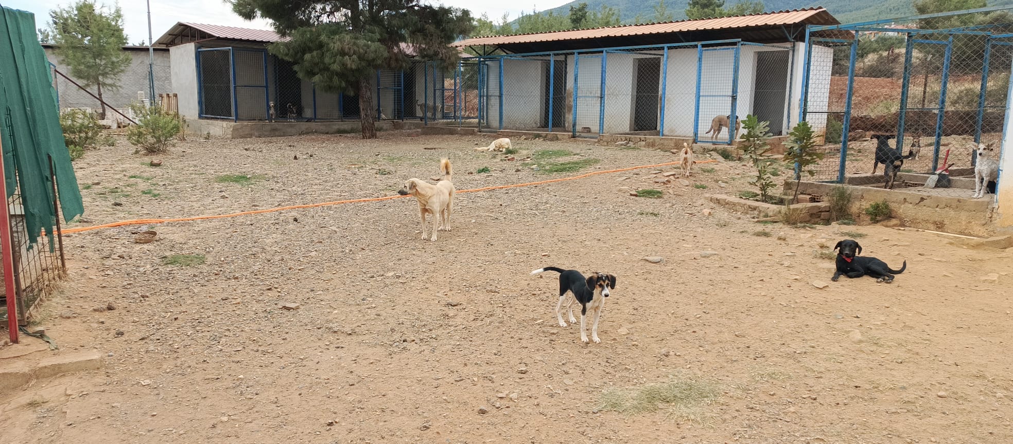 Karacasu'daki Barınak, Emekli Öğretmenin Mücadelesiyle Ayakta! (5)