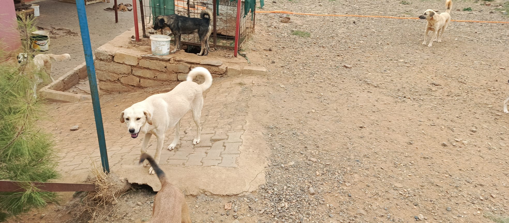 Karacasu'daki Barınak, Emekli Öğretmenin Mücadelesiyle Ayakta! (6)