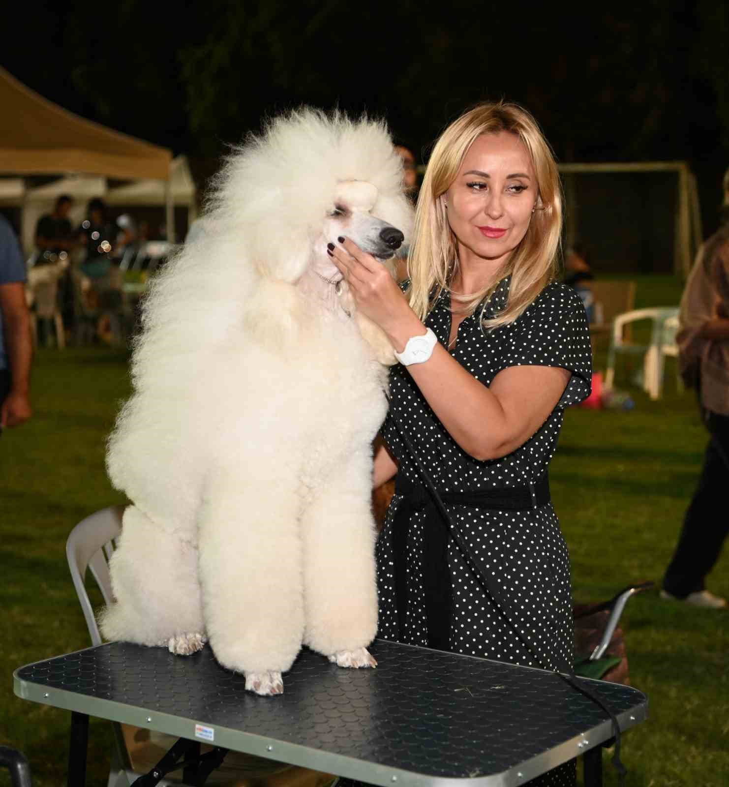 Kuşadası’nda Köpekler Ve Sahipleri Yarışmada Buluştu!-1