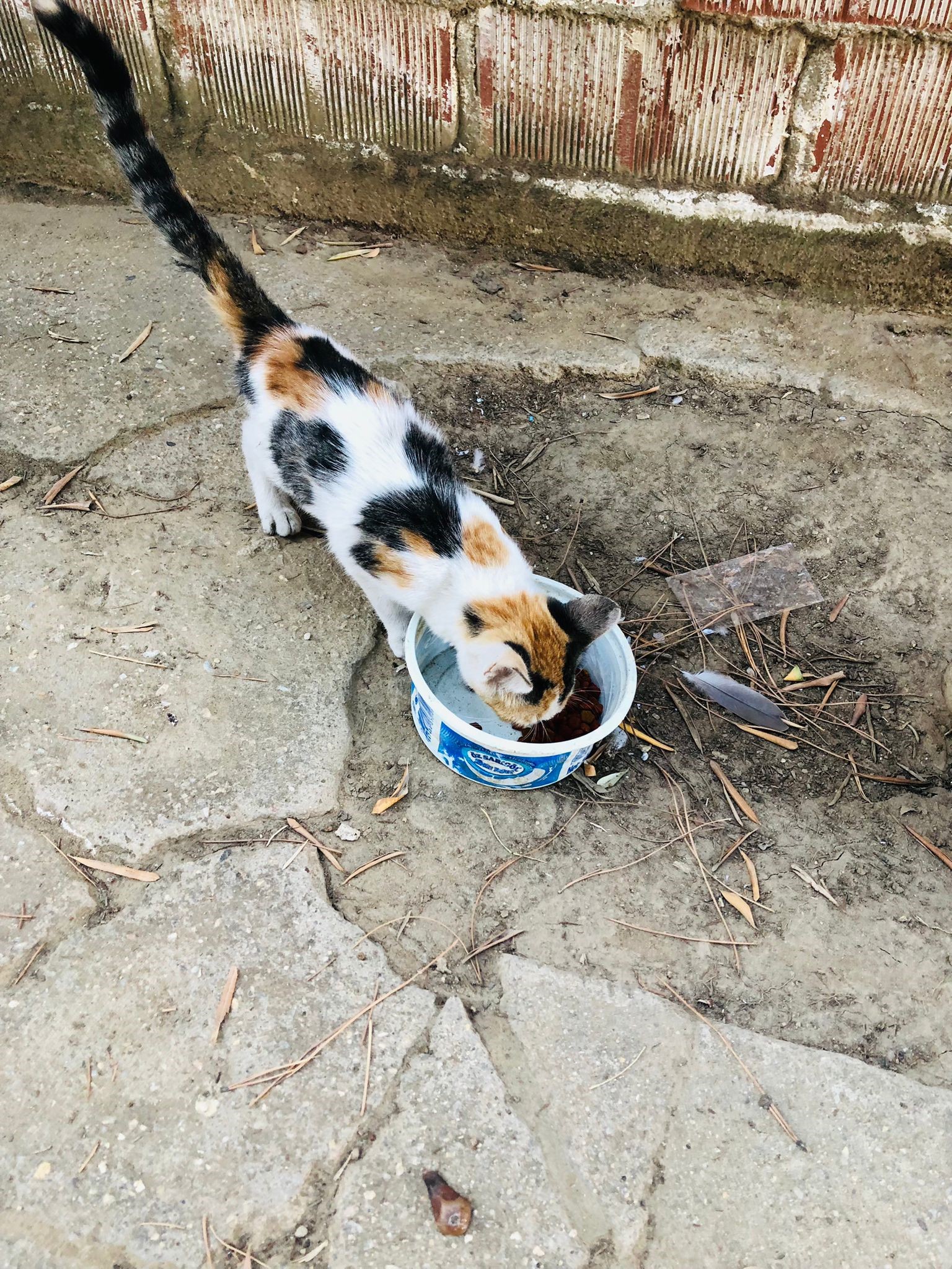 Manisa'da Ilkokul Bahçesindeki Ağaçta Mahsur Kalan Kedi Kurtarıldı1