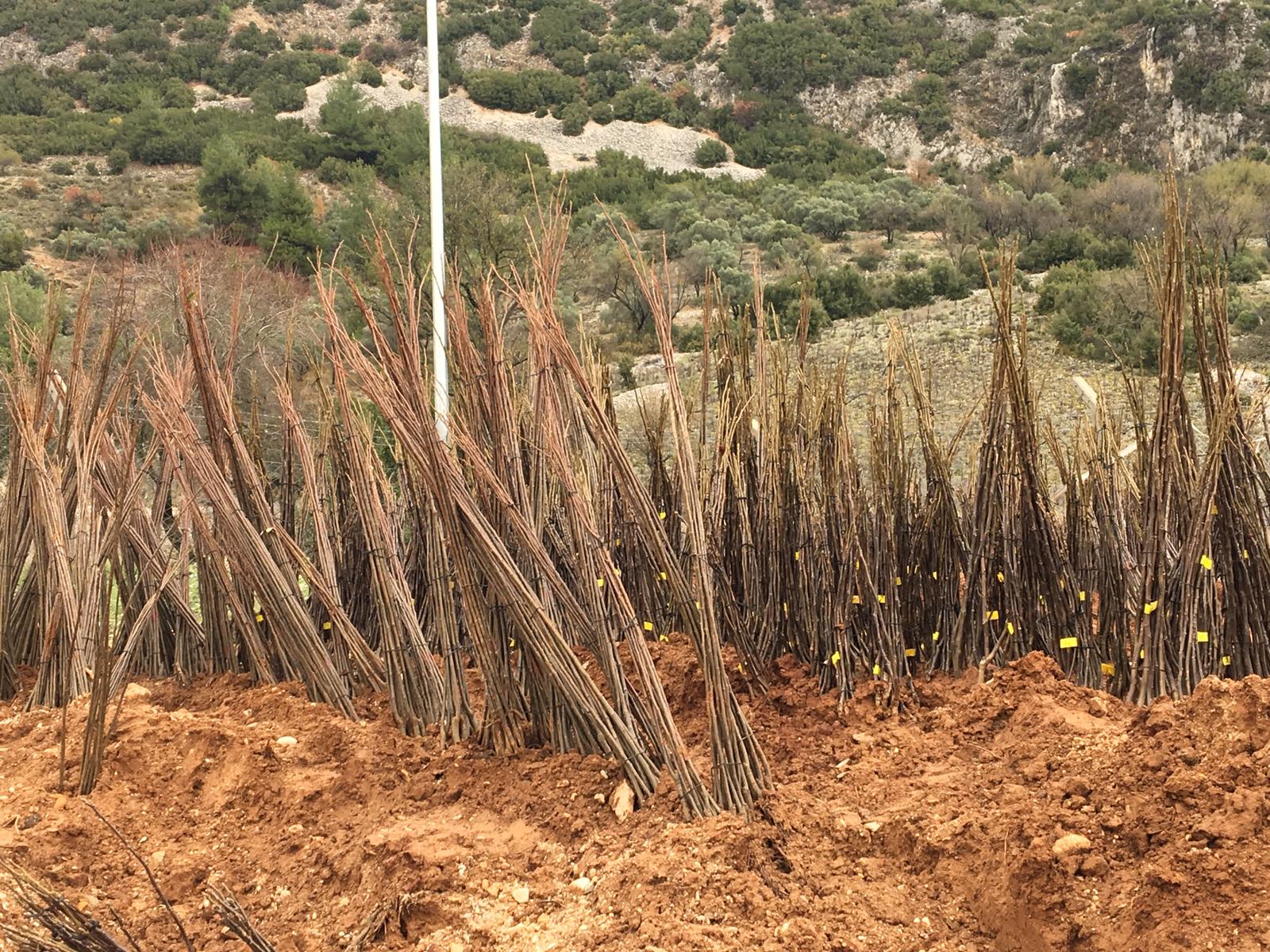 Muğla Büyükşehir Belediyesi Orman Yangınları Sonrası Arıcılara Destek Oluyor (2)