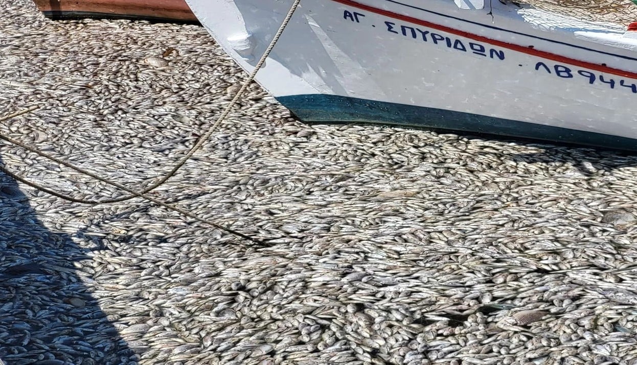 Yunanistan’ın Volos Kenti Limanına Milyonlarca Ölü Balık Vurdu. 2