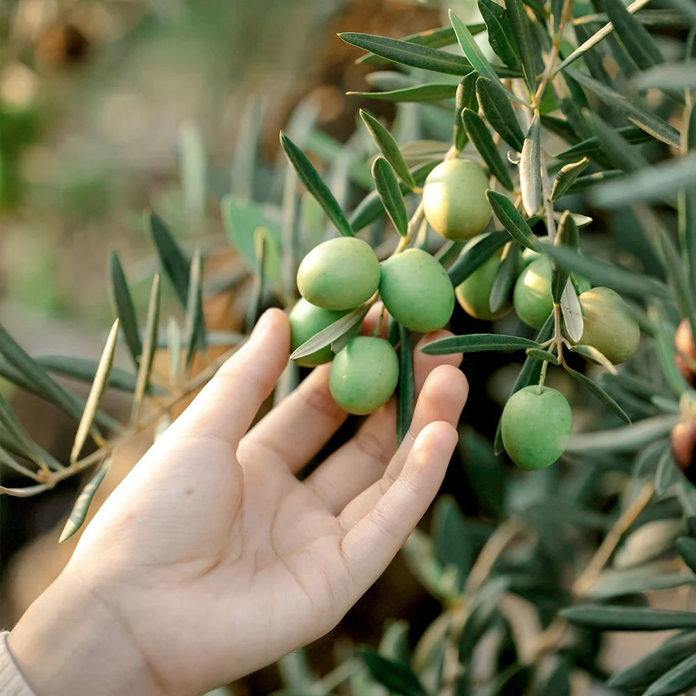 Zeytin