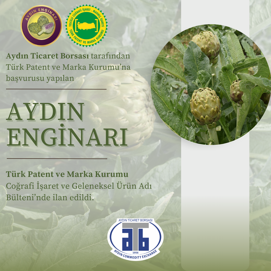 Aydın Enginarı’na Coğrafi Işaret Tescili Yolda! (1)