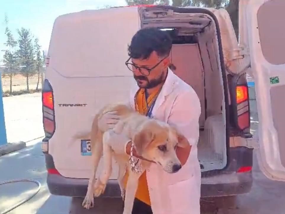 Aydın'da Düşen Köpek, Itfaiye Ekipleri Tarafından Kurtarıldı (3)