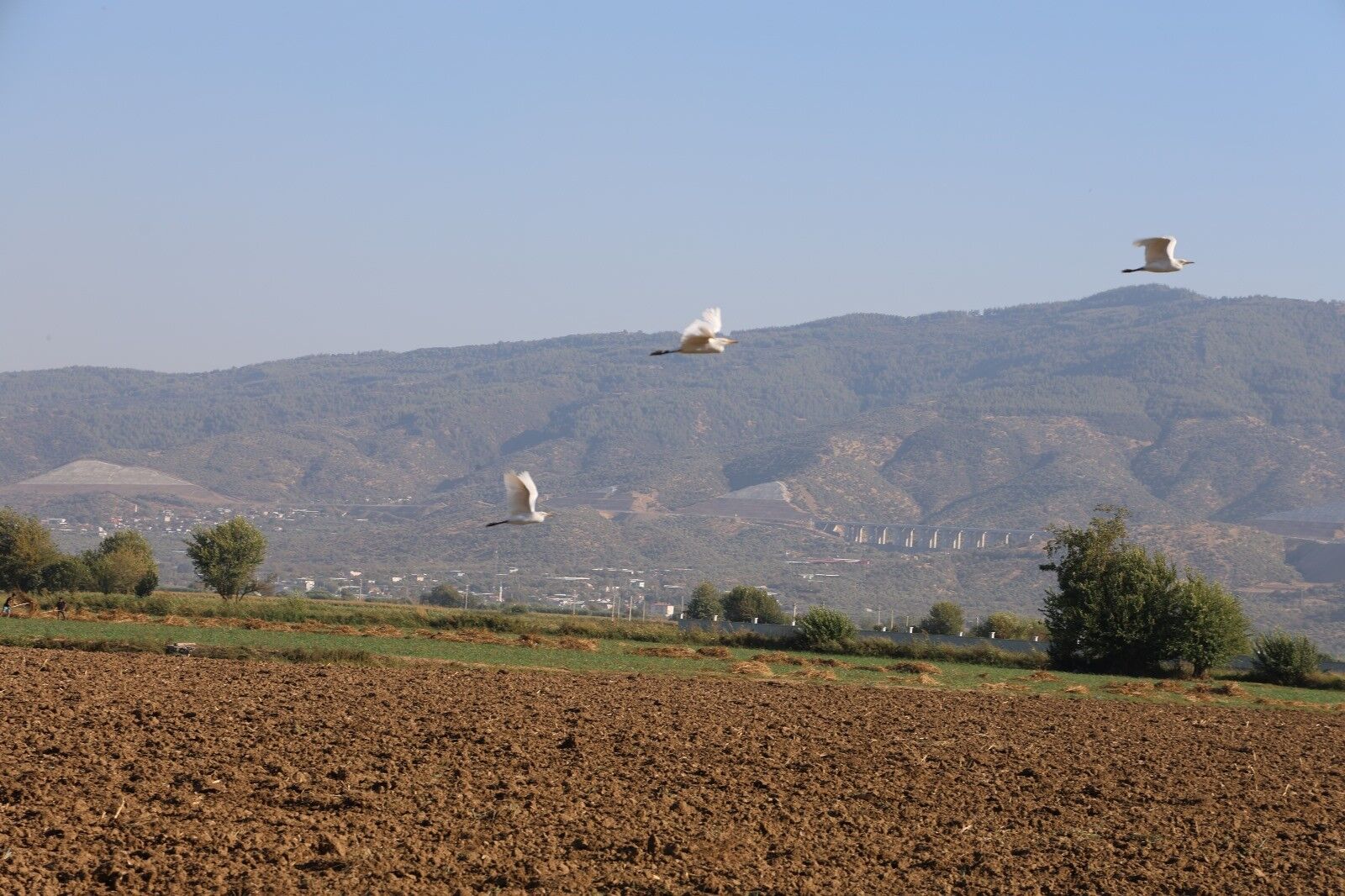 Aydın’da Su Kuşları, Çiftçilerin Doğal Yoldaşı Oldu (2)