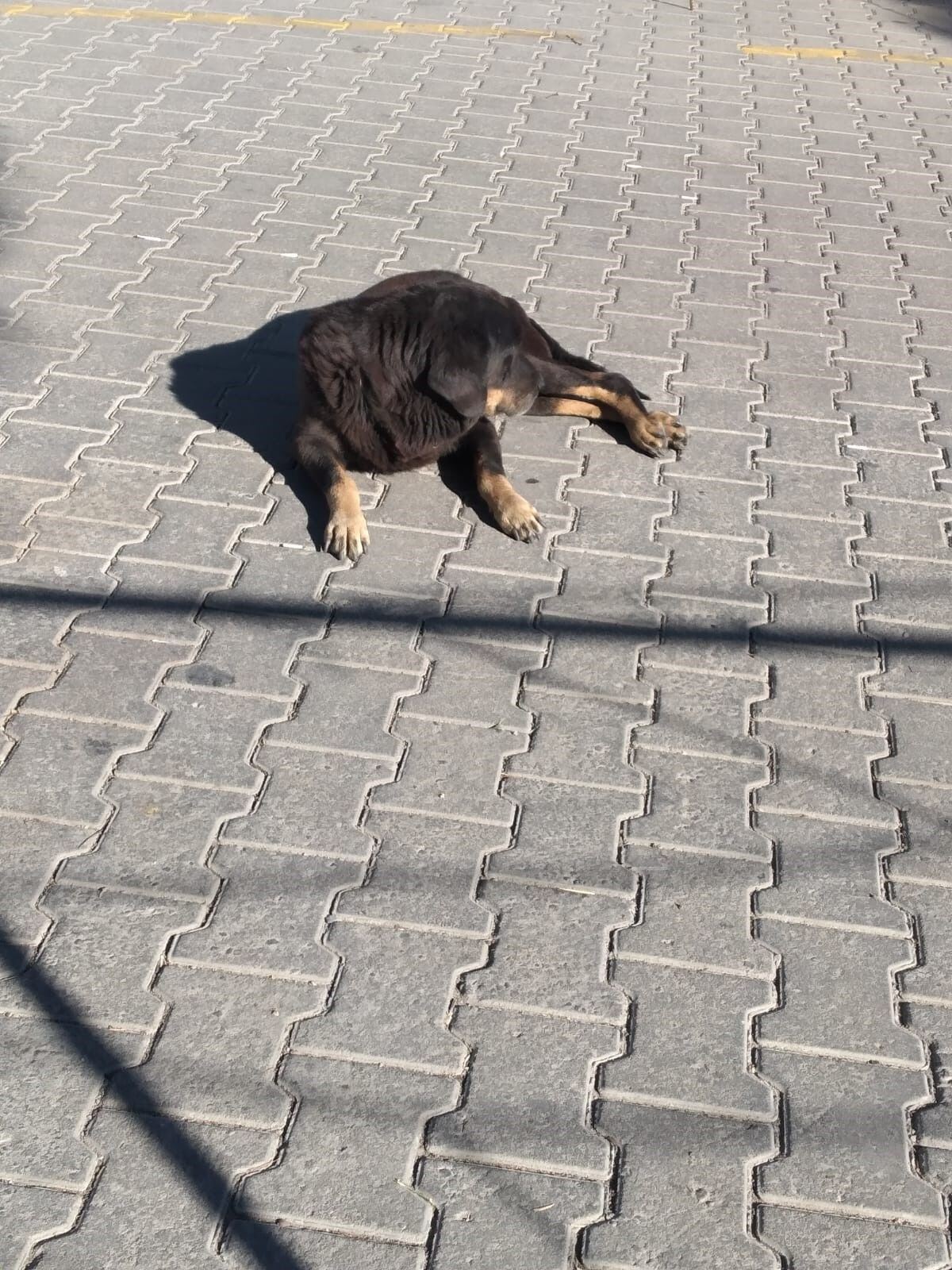 Aydın'da Yaşlı Adama Sokak Köpeği Saldırdı (2)