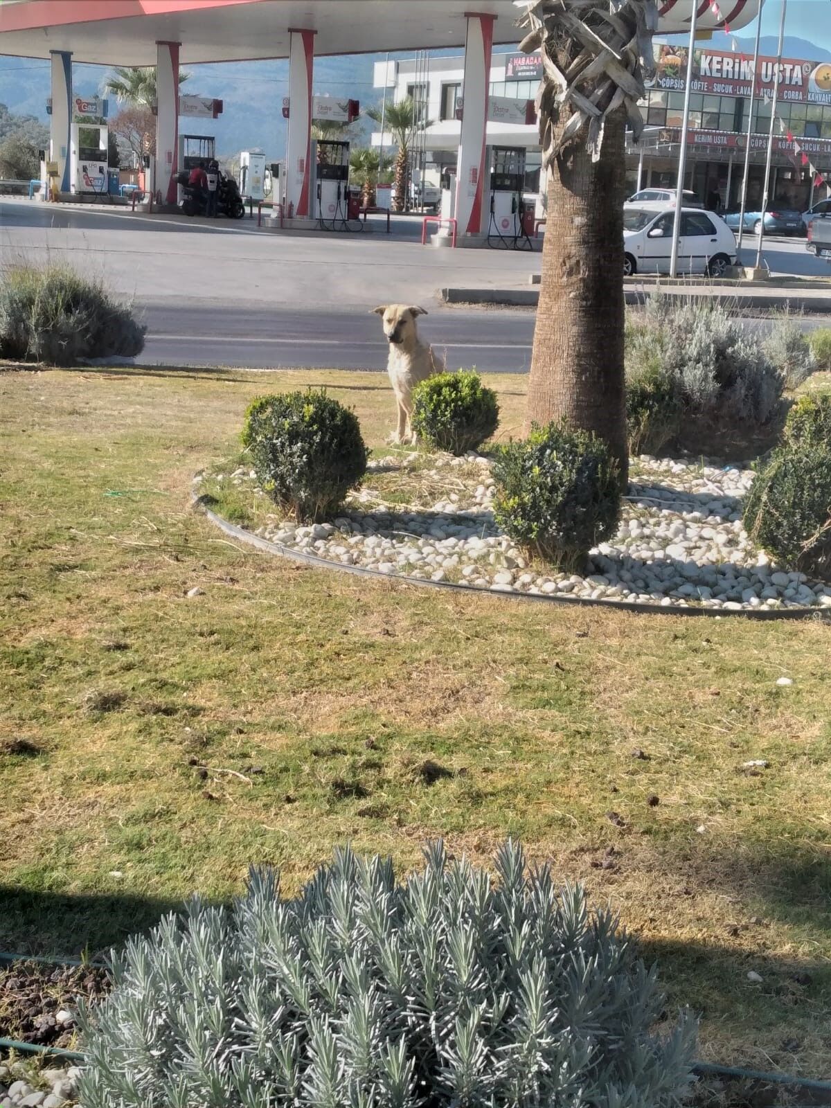 Aydın'da Yaşlı Adama Sokak Köpeği Saldırdı (3)