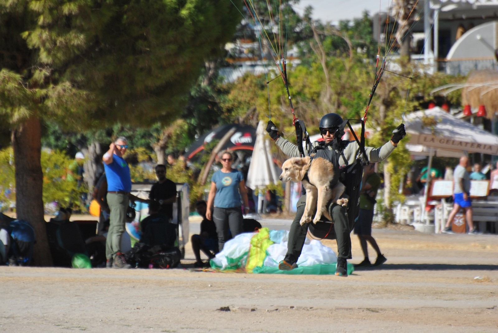 Badem Isimli Köpek Fethiye'de Yamaç Paraşütüyle Eğlendi0