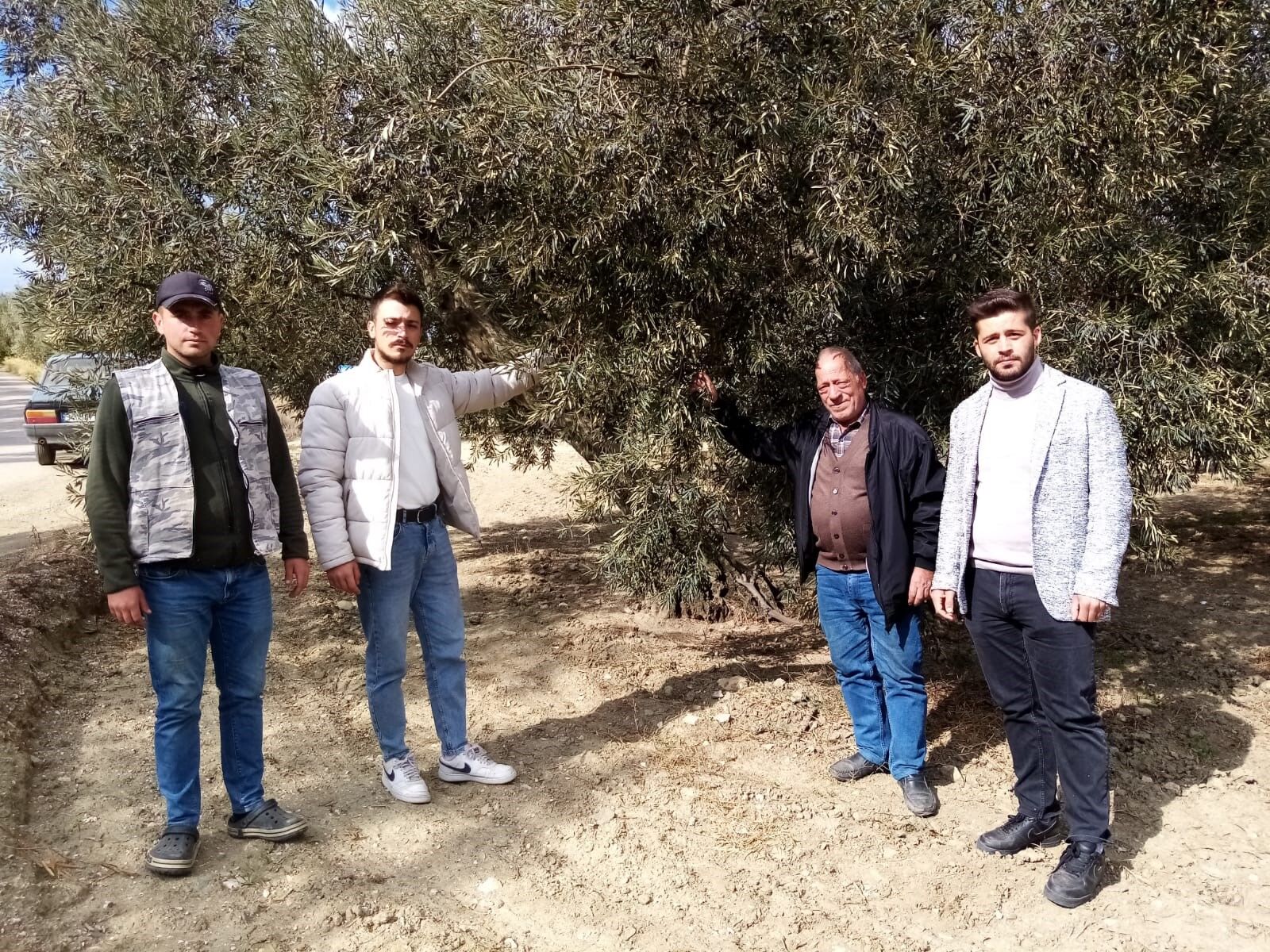 Balıkesir'de Su Zeytini Üretiminde Kuraklık Tehlikesi