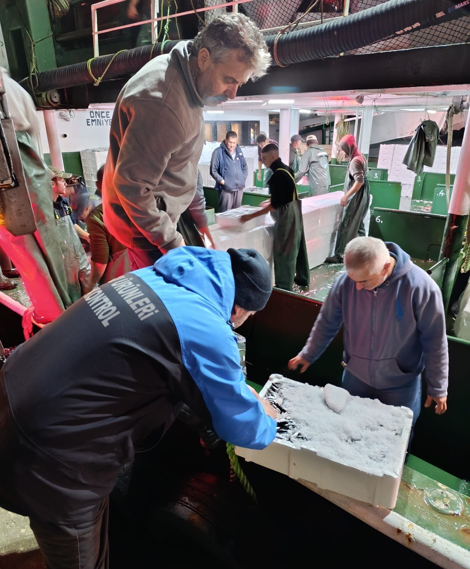 Çanakkale'de 232 Ton Hamsi Denetimlerden Geçerek Büyükşehirlere Gönderildi2