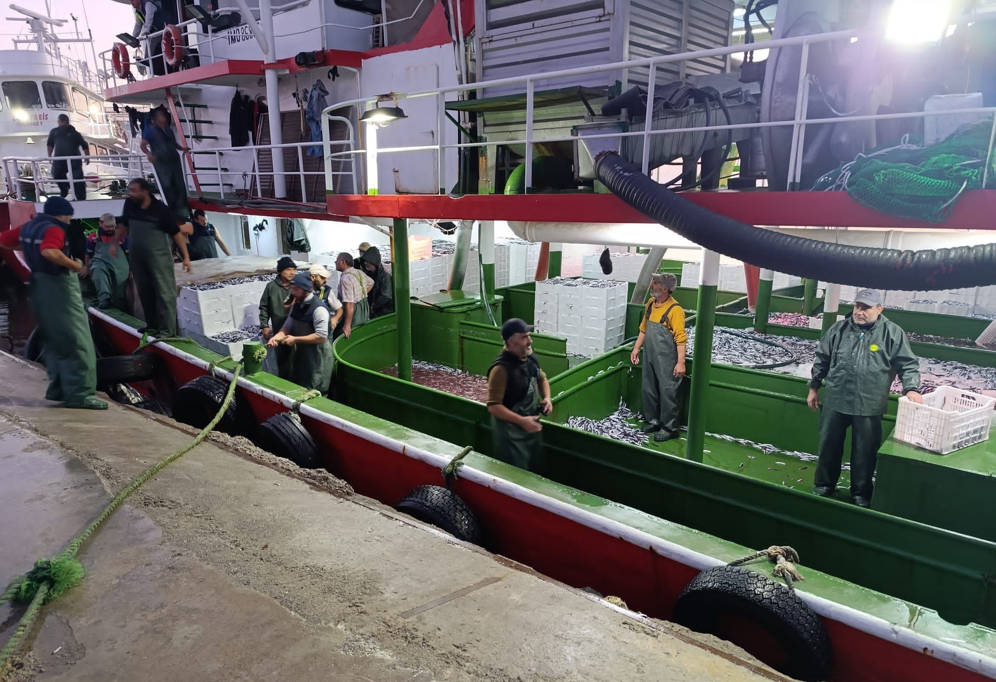 Çanakkale'de 232 Ton Hamsi Denetimlerden Geçerek Büyükşehirlere Gönderildi3