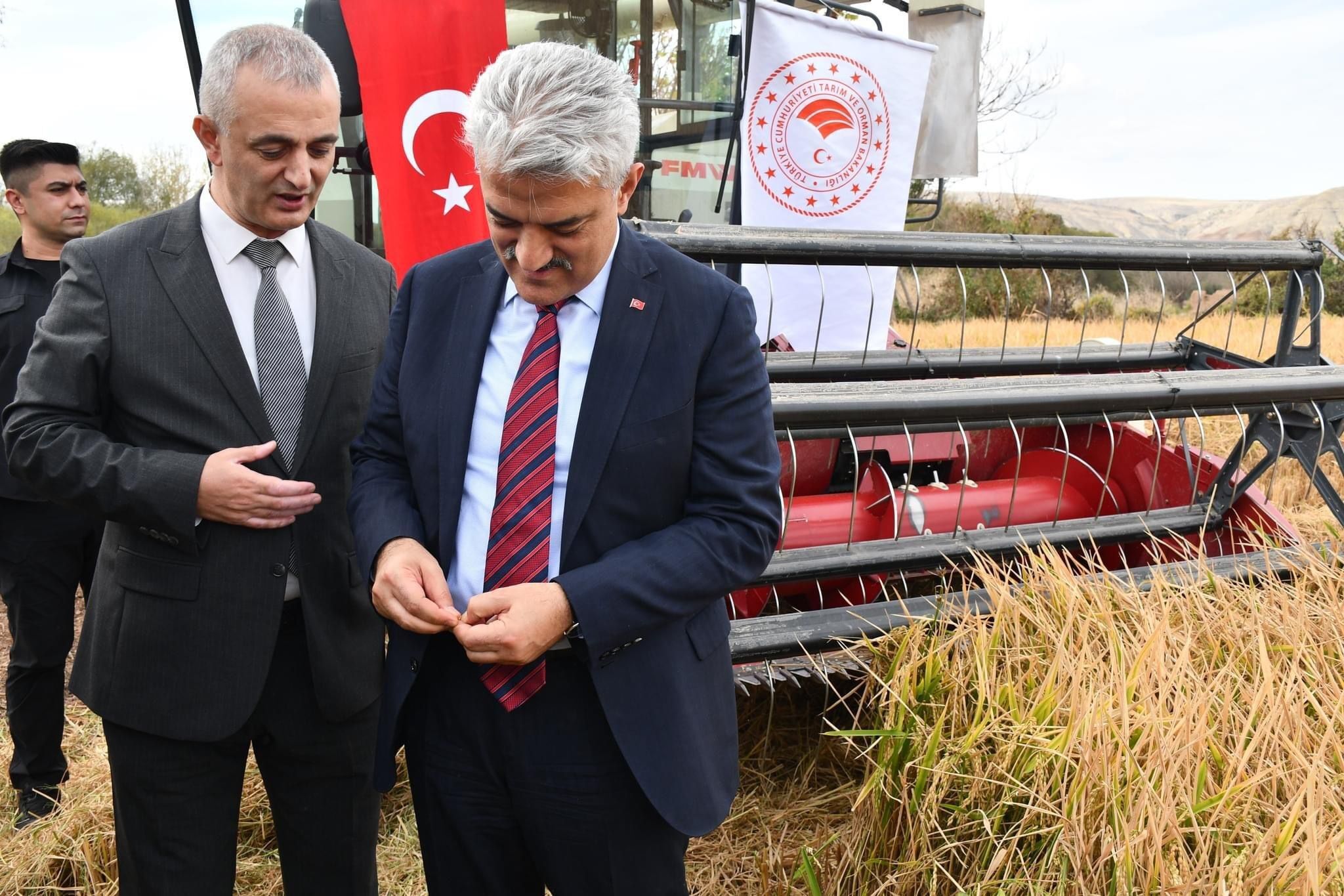 Çeltik Hasadı Başladı Yüksek Rekolte Çiftçinin Yüzünü Güldürdü0